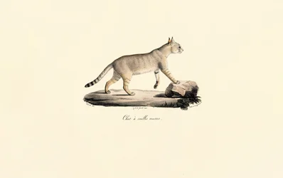 Caracal
