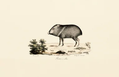 Peccary med krage