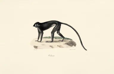 Colobusapa (Colobus guereza)