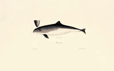 Vanlig flasknosdelfin
