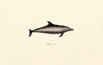Vanlig delfin (Delphinus delphis)