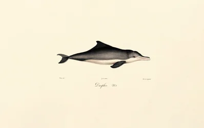 Vanlig delfin (Delphinus delphis)