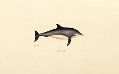 Vanlig delfin (Delphinus delphis)