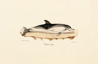 Vanlig delfin