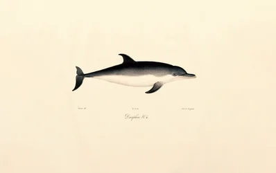 Vanlig delfin