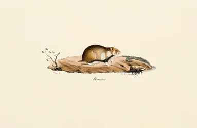 Vanlig hamster