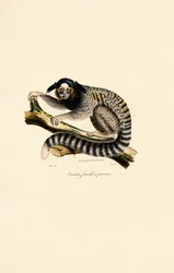 Marmoset (hona)
