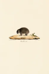 Vanlig wombat (hane)