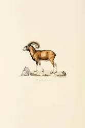 Korsikansk muflon