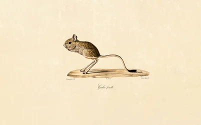 Egyptisk gerbil (hona)