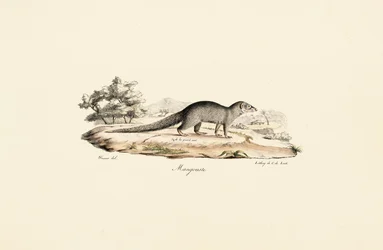 Egyptisk Mongoose
