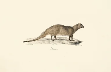 Egyptisk Mongoose