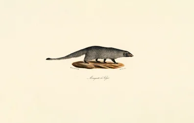 Egyptisk Mongoose