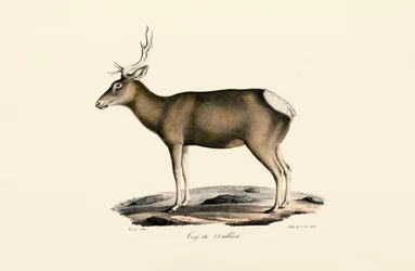 Älg - Hane