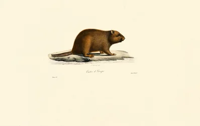 Europeisk bäver