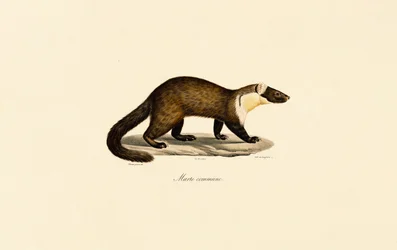 Europeisk bokmård