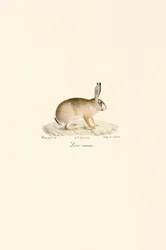 Europeisk hare