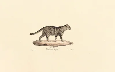 Europeisk vildkatt (Felis silvestris)