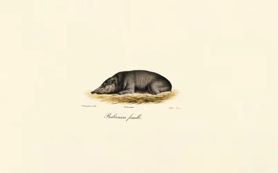 Kvinna Babirusa