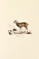 Hona Korsikansk Mouflon