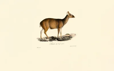 Hona Indian Muntjac (Hjort Hind)