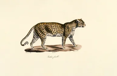 Kvinnlig leopard