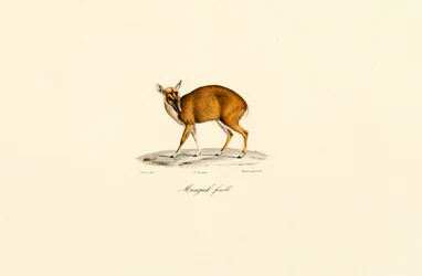 Hona Muntjac