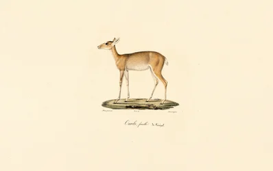 Oribi-antilop, hona (Ourébi, senegalesisk hona)