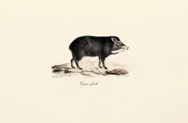 Kvinnlig peccary