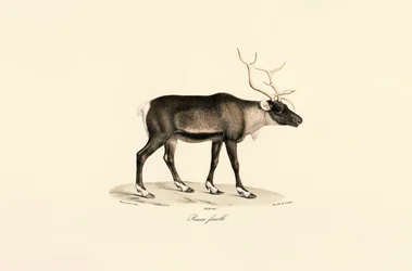 Kvinnlig ren