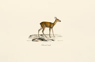 Rådjurshona