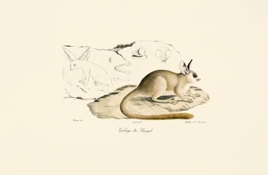 Fennek-räv