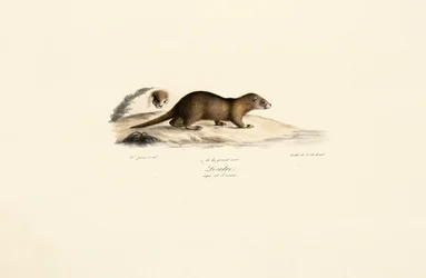 Ferret och stenmård