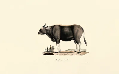 Gaur Kvinna