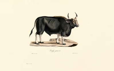 Gaur Man