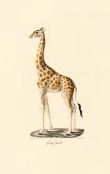 Giraff (kvinna)