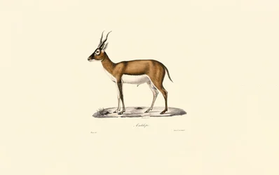 Goiterad gasell