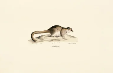 Grå mus lemur