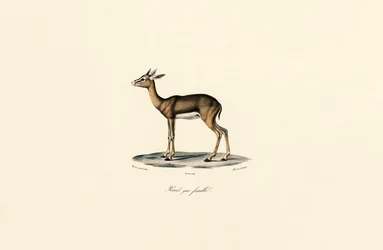 Grå Reedbuck (hona)