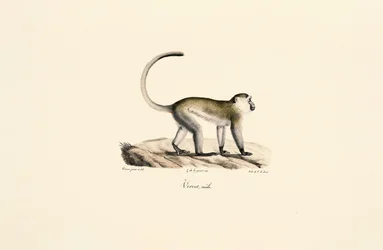 Grön apa (Chlorocebus sabaeus)
