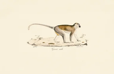Green Monkey (man)