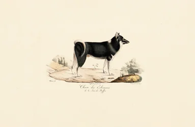 Grönlandshund