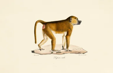 Guineababian (hane)