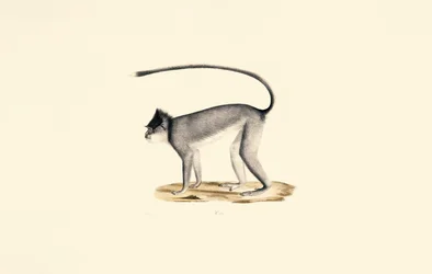Hanuman Langur