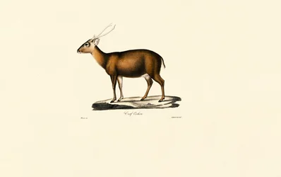 Indisk Muntjac (Cerf Cochon)