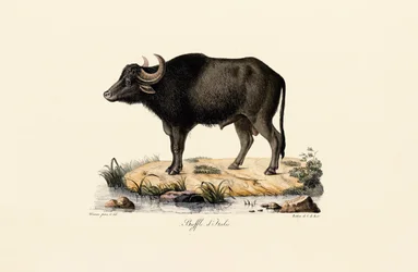 Italiensk vattenbuffel