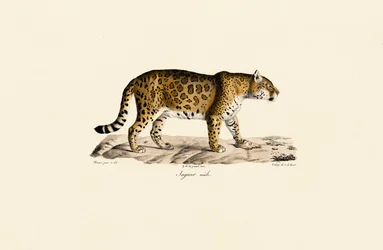 Jaguar (man) i sidovy