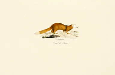 Javan Ferret Grävling
