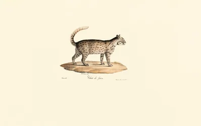 Leopardkatt (Prionailurus bengalensis)
