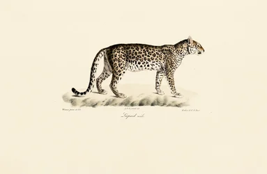 Leopard, hane